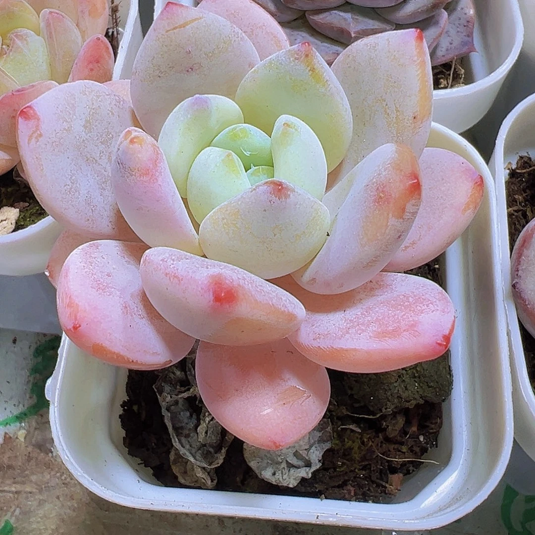 果冻冷香19包邮多肉植物