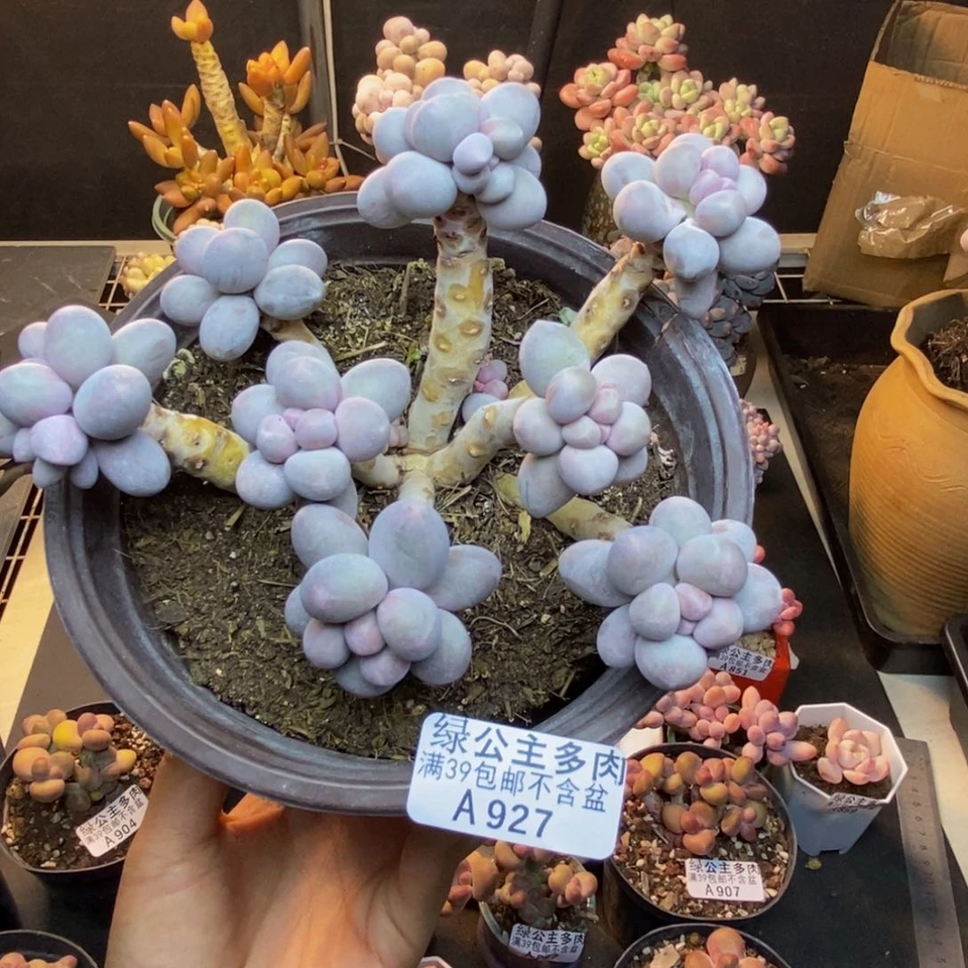 927香水手指奶多肉14c m