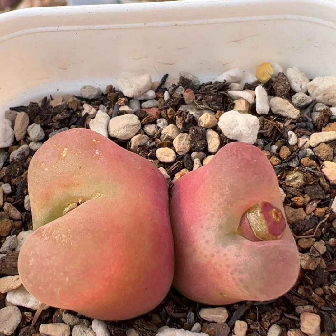 23多肉植物百科名片