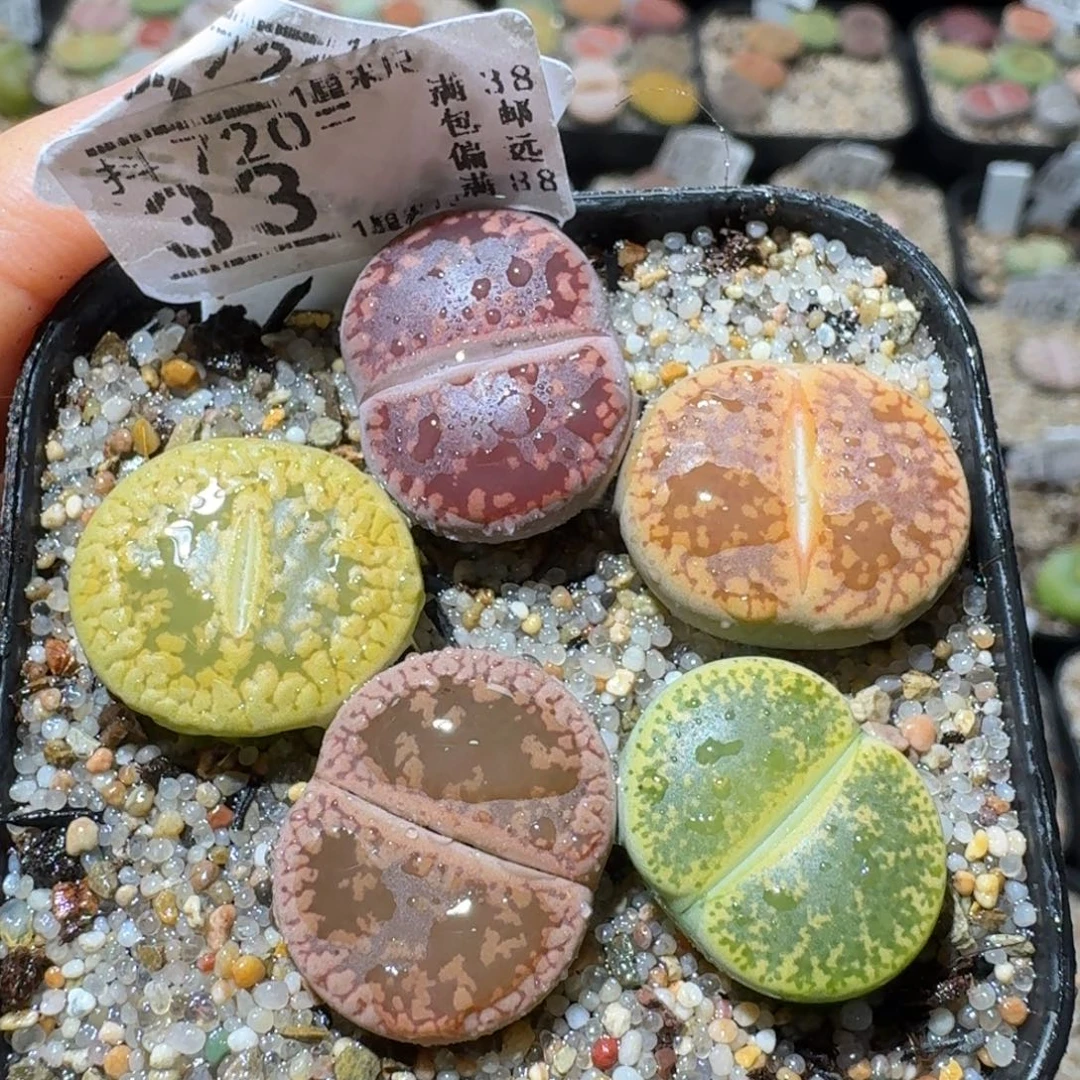 Sss精选优质石头33