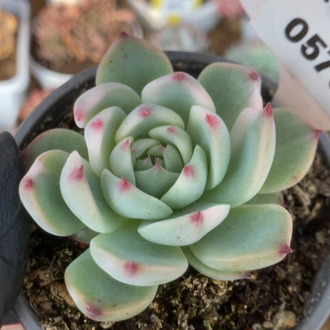 576吉娃娃锦锦锦锦锦