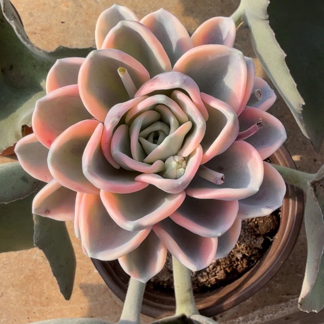 美尻锦锦上园艺一物一拍