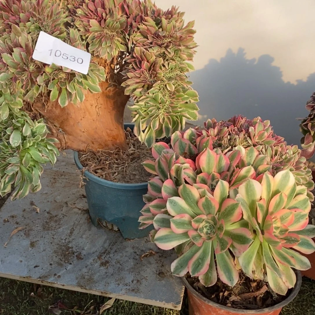 玲***姐女神缀化➕粉女巫10530号