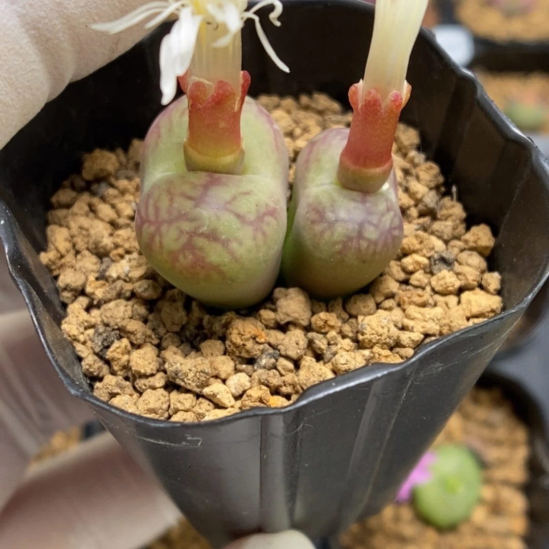 多肉植物肉锥杂交K-4317