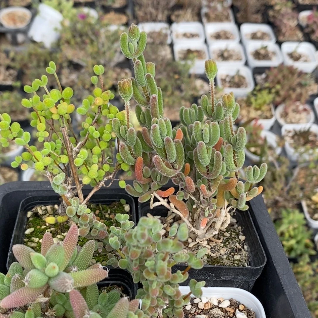 组合6091枝干番杏