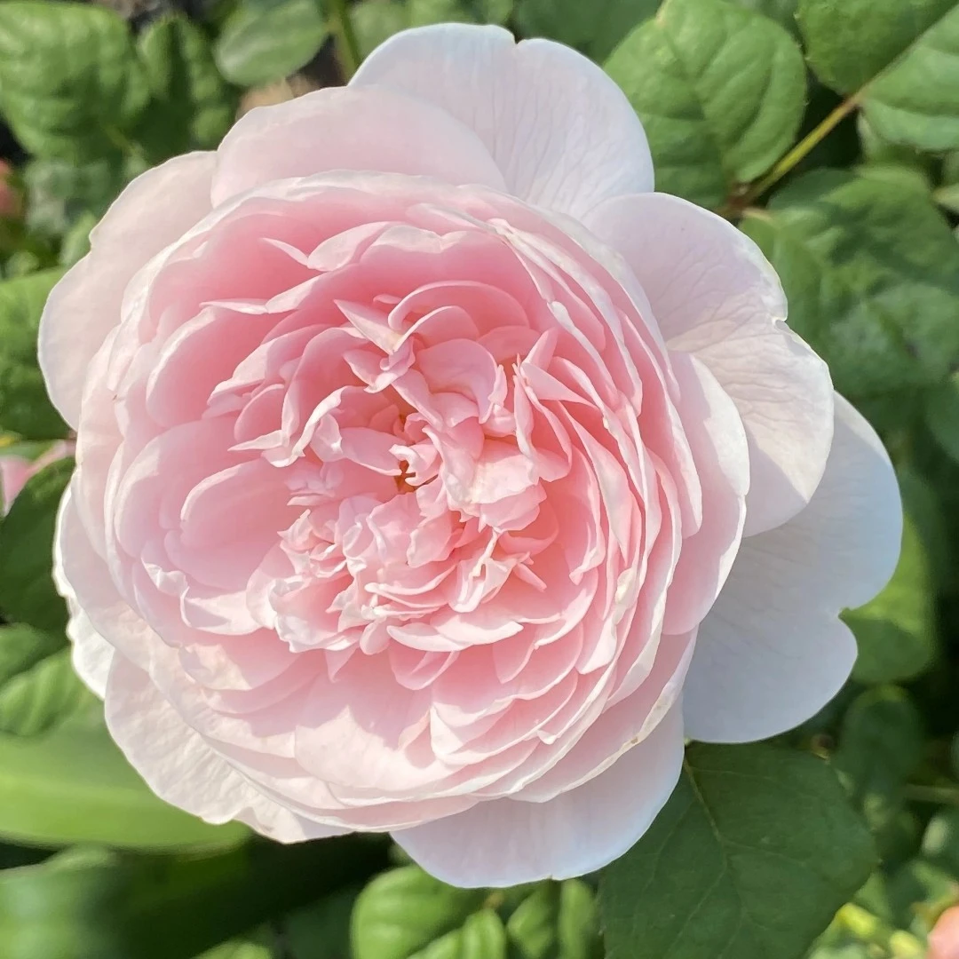 瑞典女王1.5加仑修剪发货成都露天月季独颗扦插原盆原土盆发货