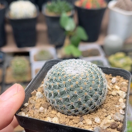 无花朵螺旋尢希望丸实生球一颗