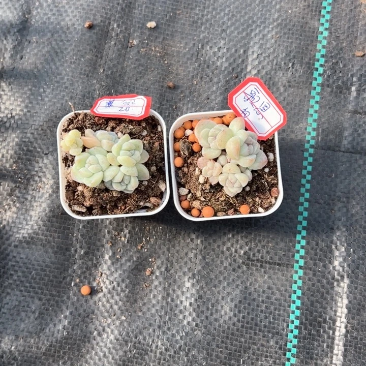 歌嗯一物一拍专拍的