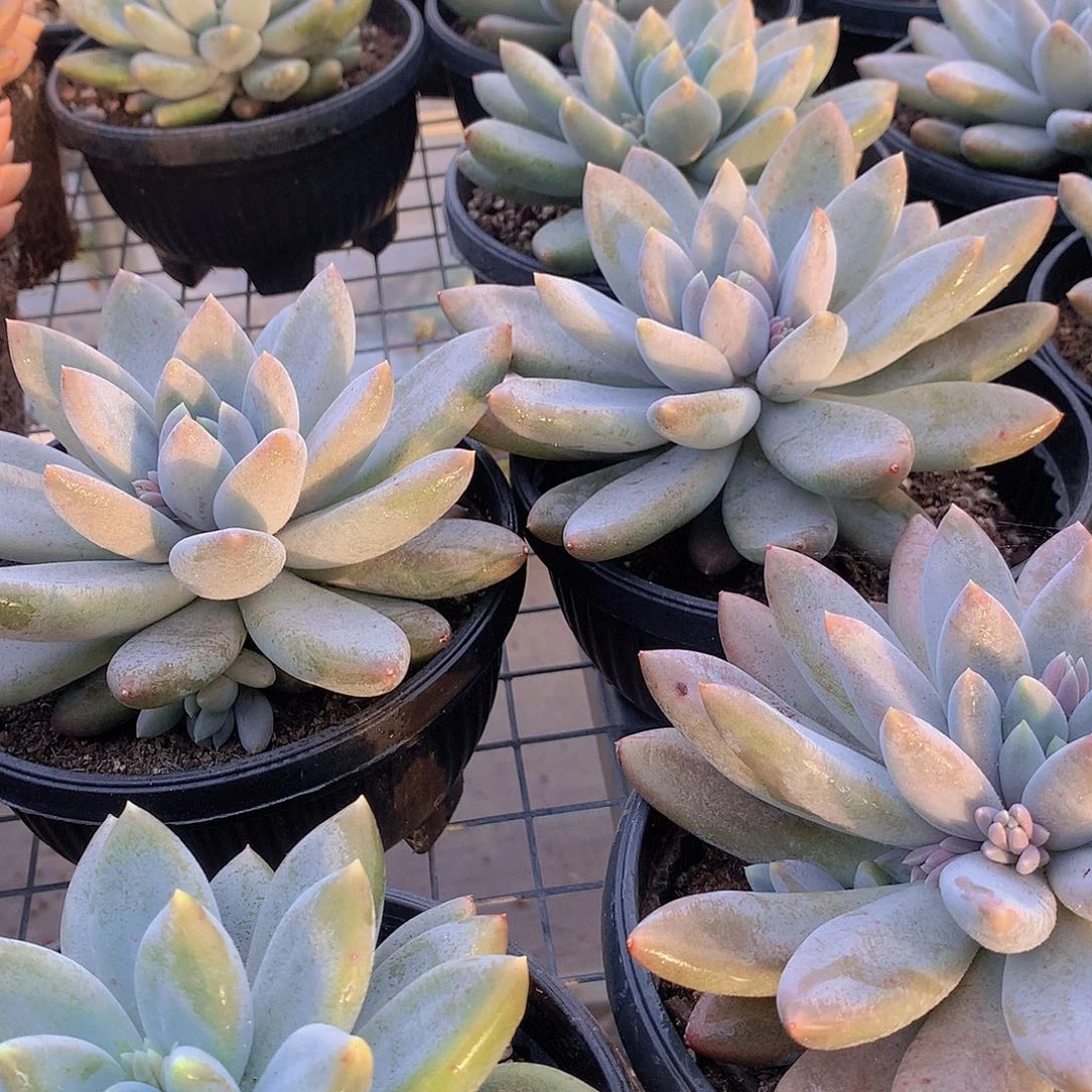 超胖黄体哥特萝莉3467789990