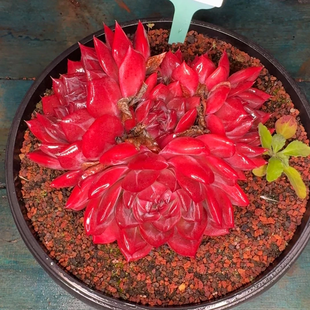 从前慢多肉编号1114-143