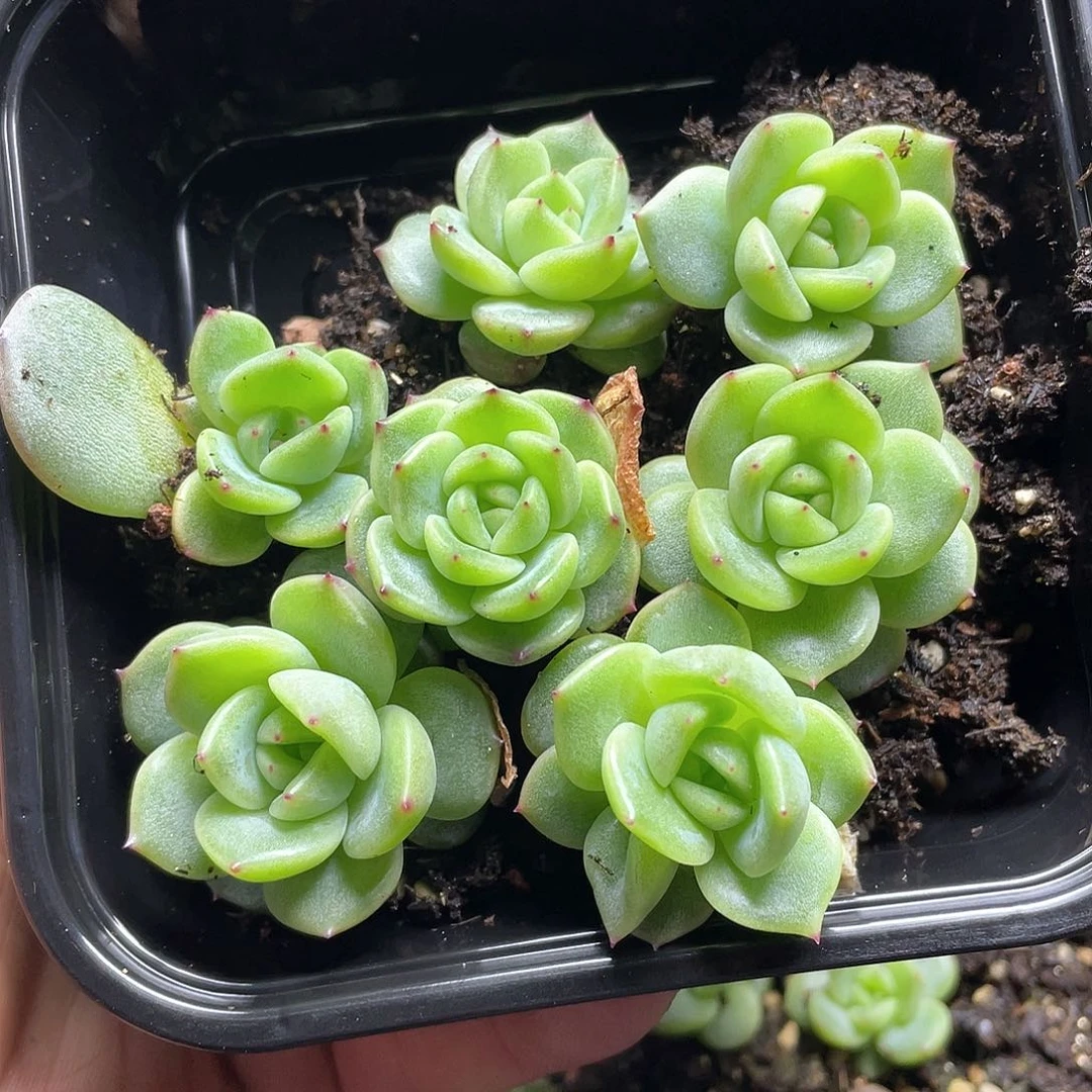 珍妮一物一拍147