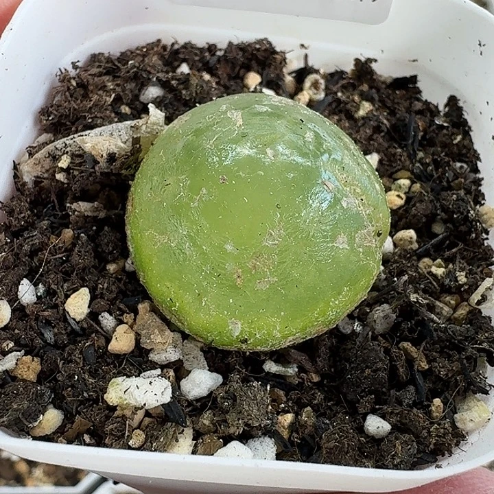 老马生石花2.9灯泡975
