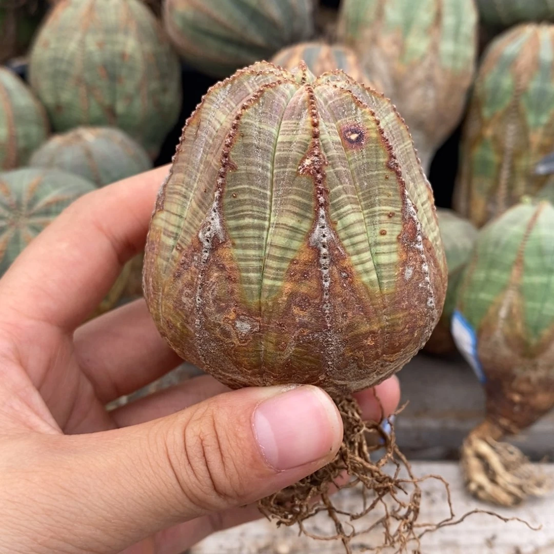 23欧系实生布纹球一物一拍