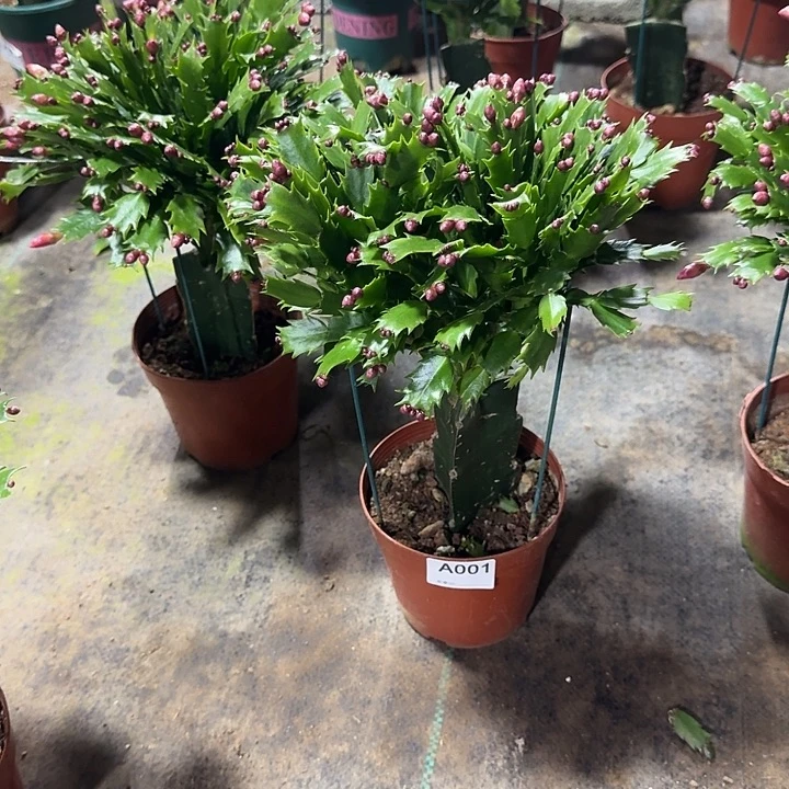 老***选大部分开放少量花苞001嫁接红色