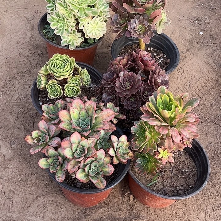 061多肉植物组合，