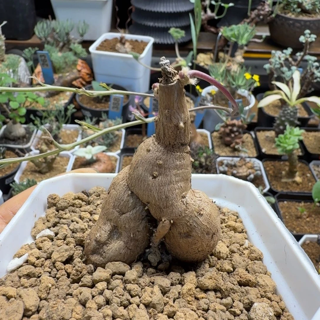 紫花厚墩菊225 仙人球