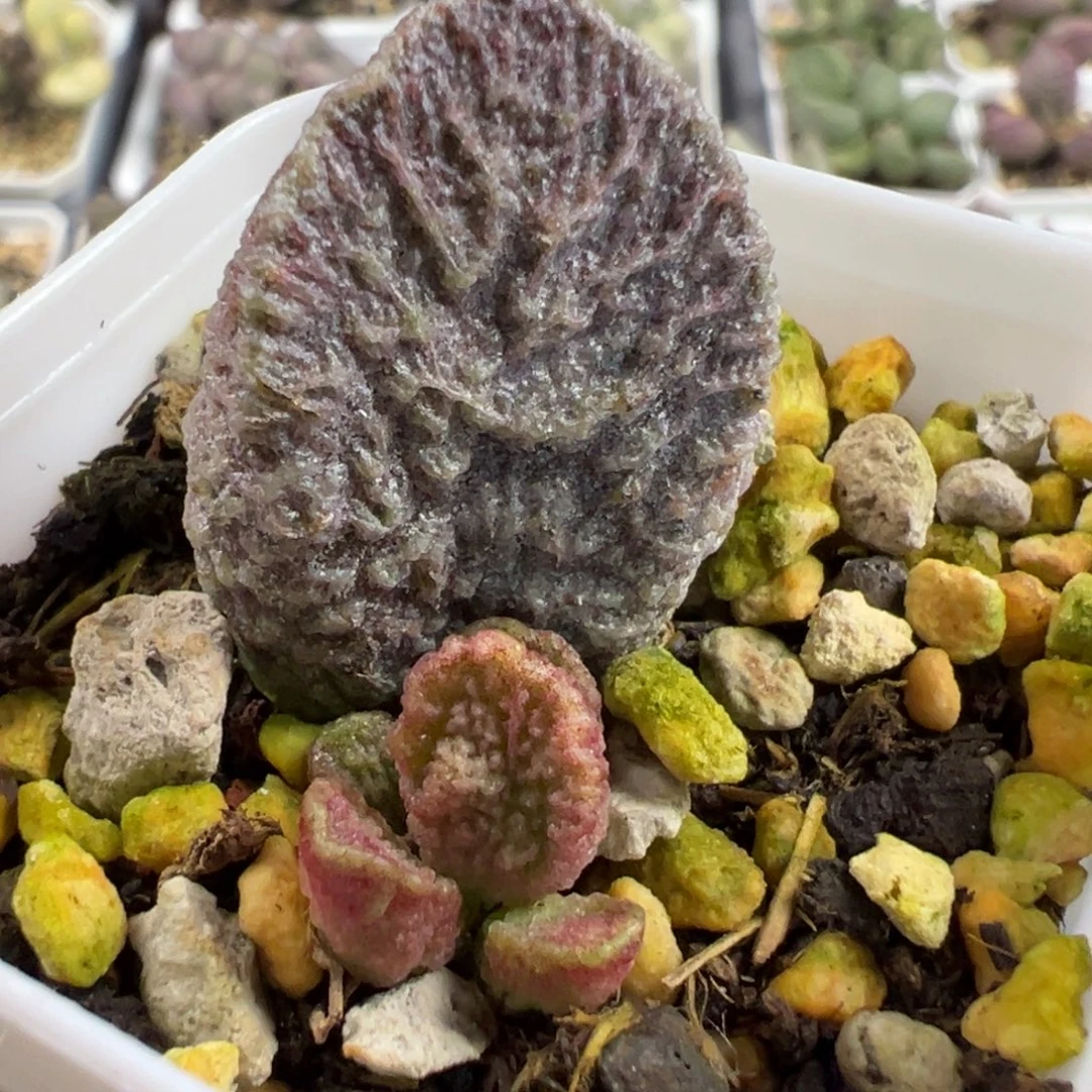实生新品蜡质感放射纹多肉植物水泡多肉植物
