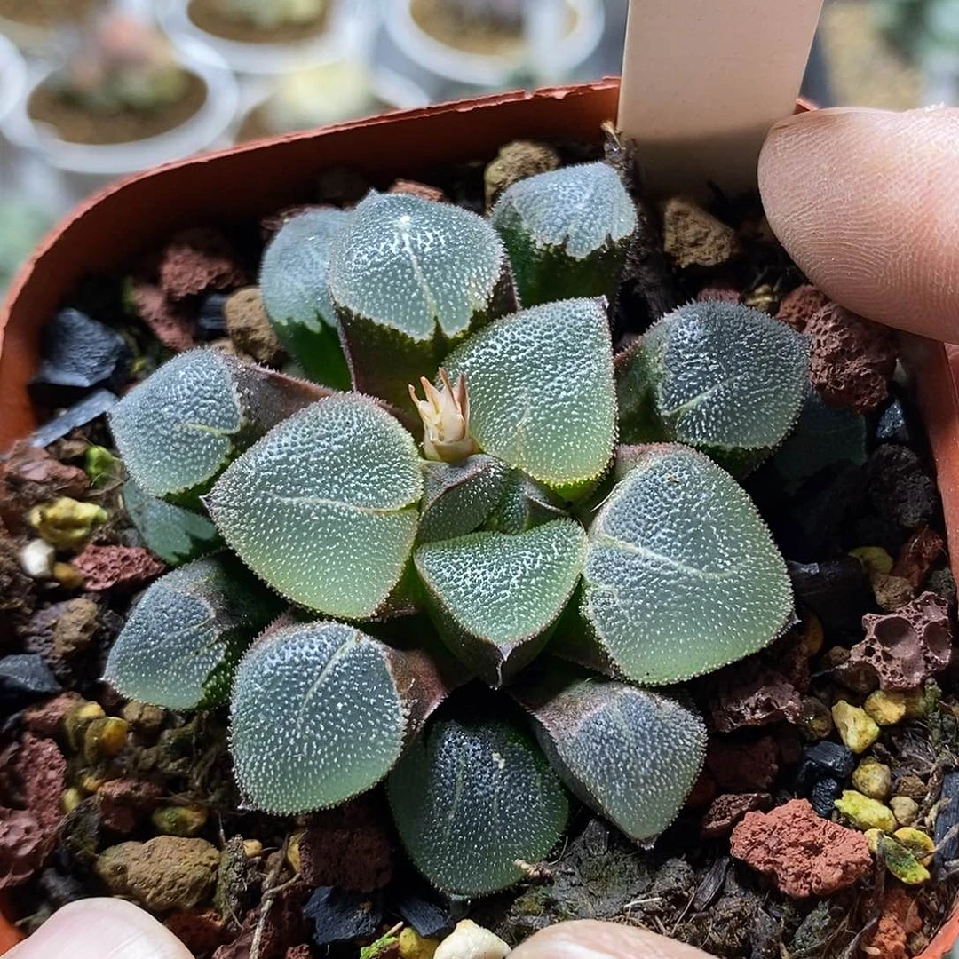 5翠贝克十二多肉