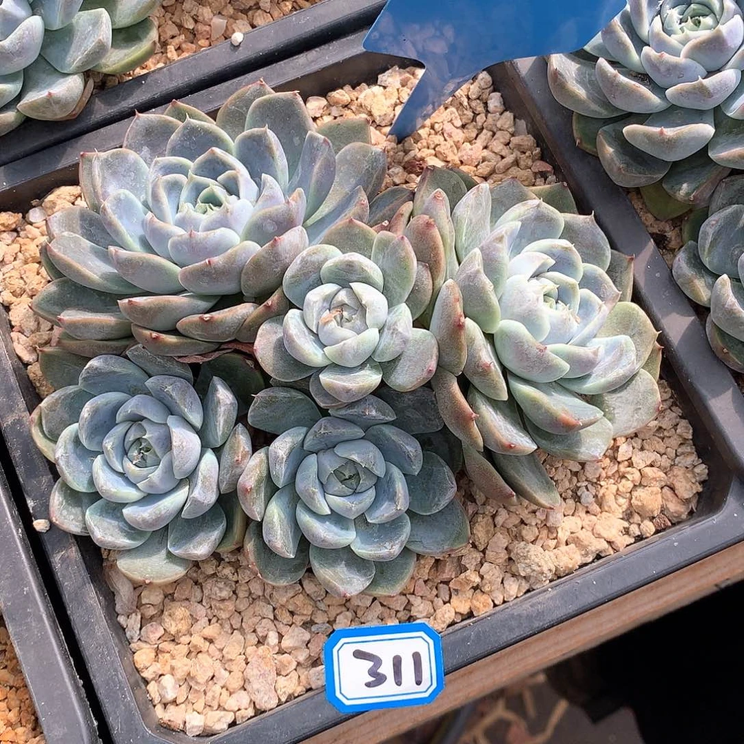 311 一物一拍多肉
