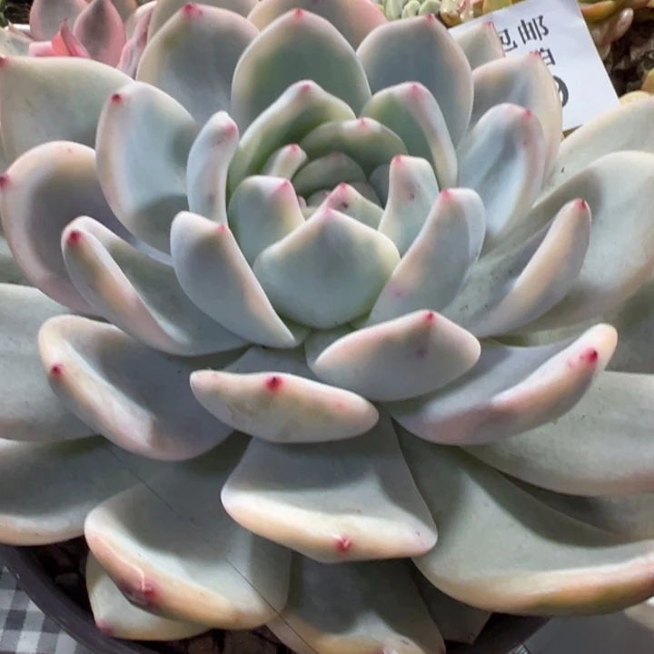 橙梦露锦多肉植物539
