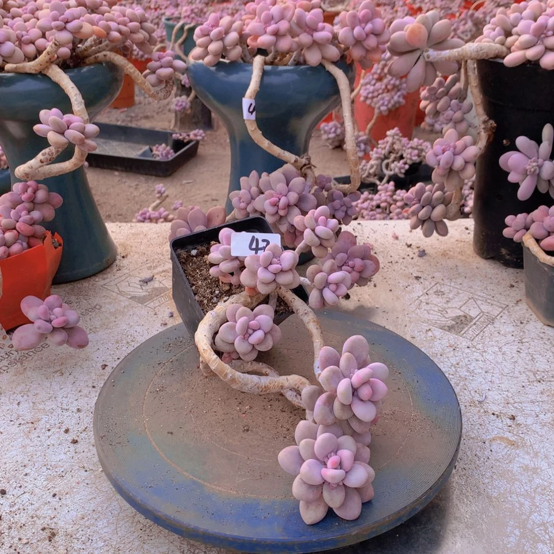 42一物一拍桃蛋老桩