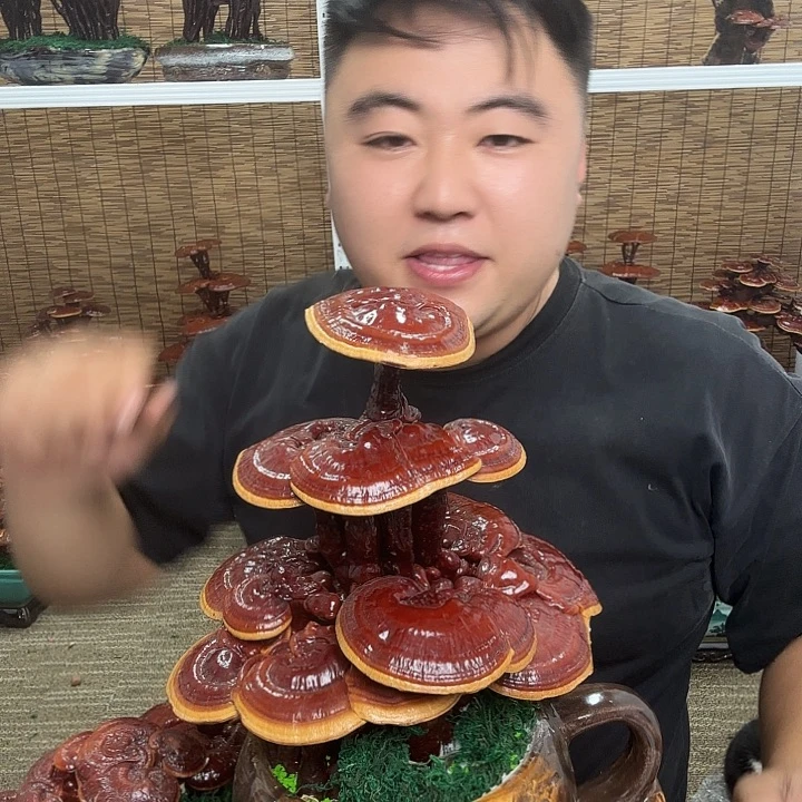 无花朵东****司灵芝花开了