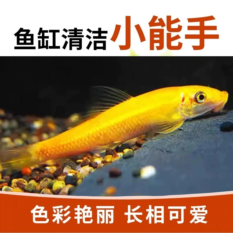清苔鼠金苔鼠鱼热带观赏鱼清道夫鼠鱼鱼缸除藻鱼清洁鱼清洁工具鱼