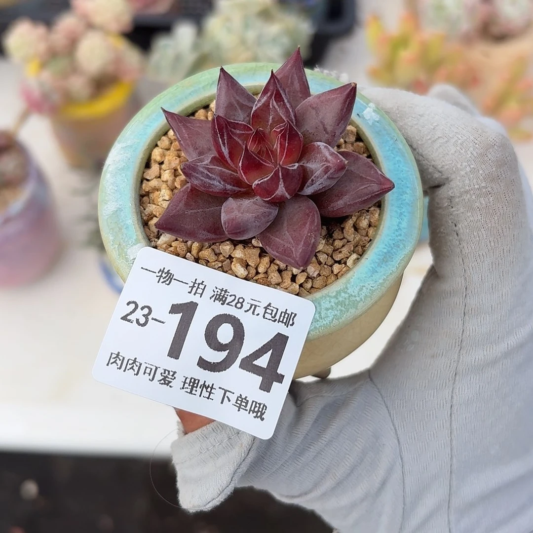 墨韵无盆土发货无