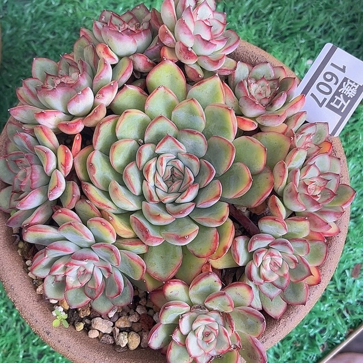 荷花1607多肉植物