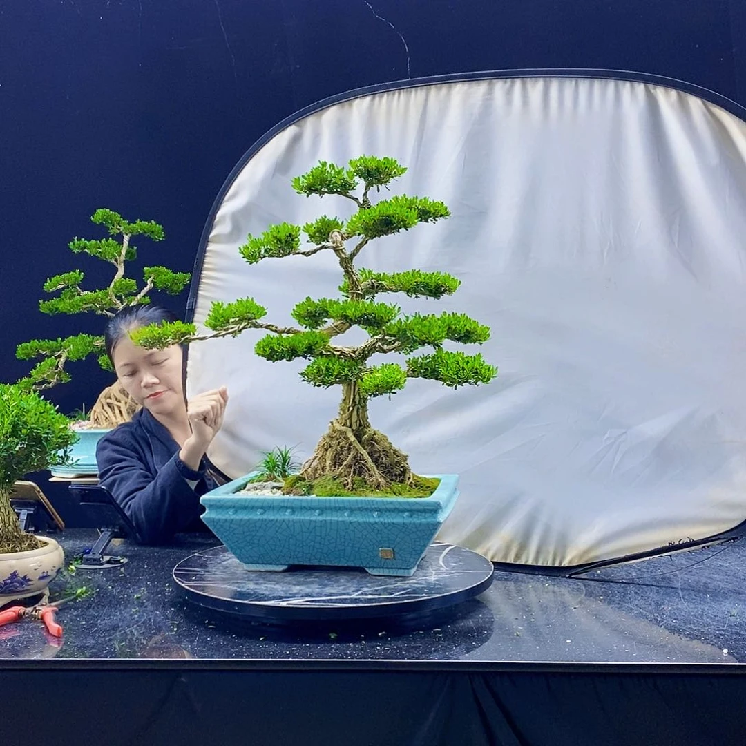 无花朵马**蹄黄杨盆景造型