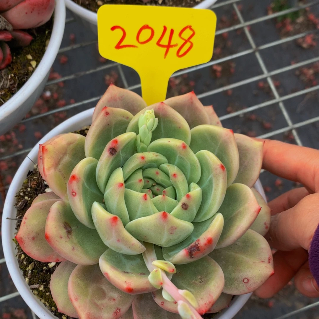 一物一拍2048-5-12