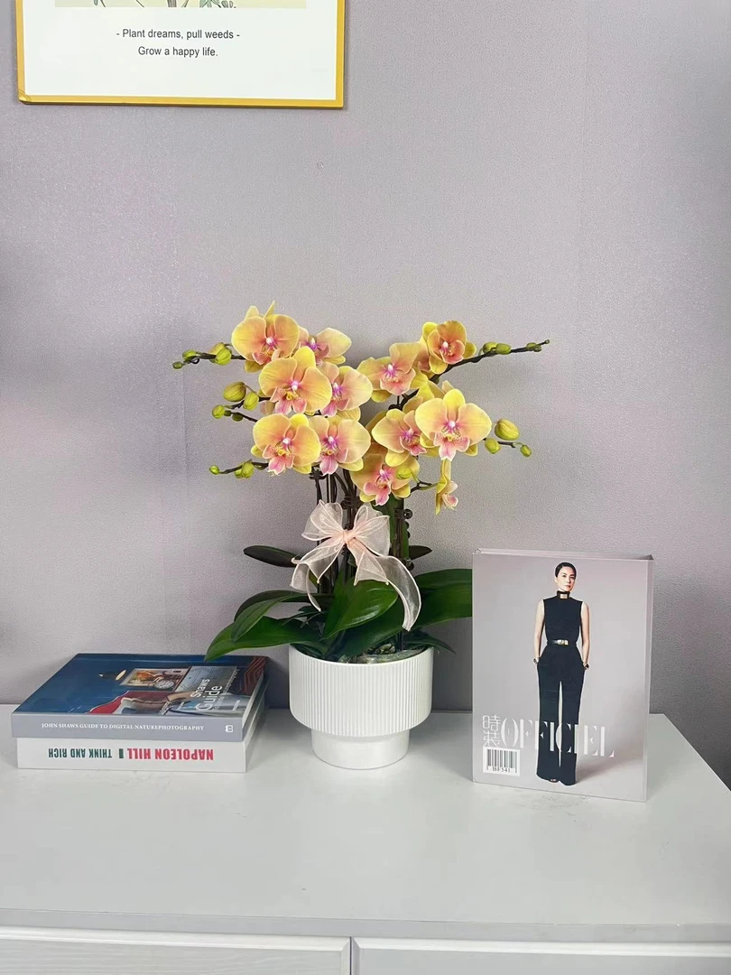 简香{蜜桃}蝴蝶兰艺术组盆鲜花摆设送礼高端花卉