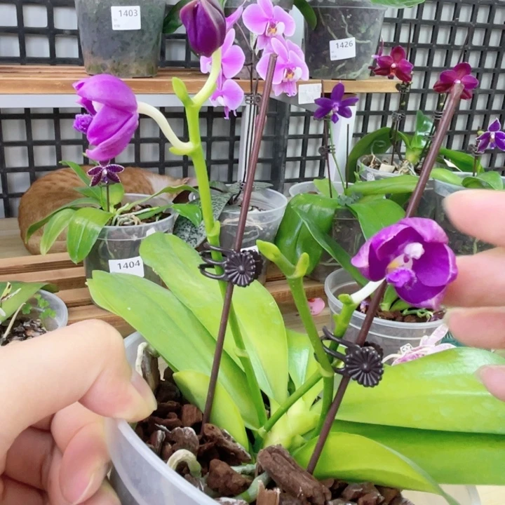 完全开放小包子文森特-1391-超级浓香