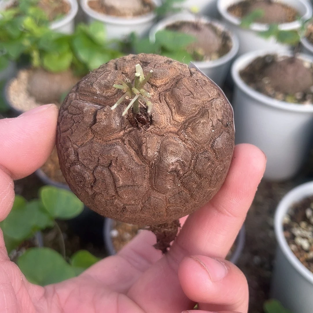 龟甲龙一物一拍650号6cm