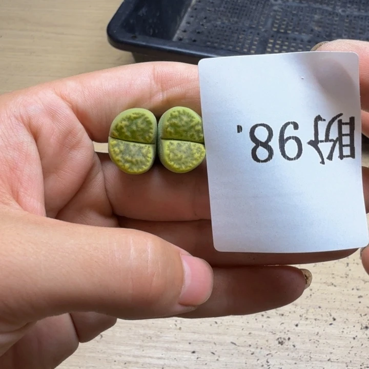 多肉植物的生长发育98