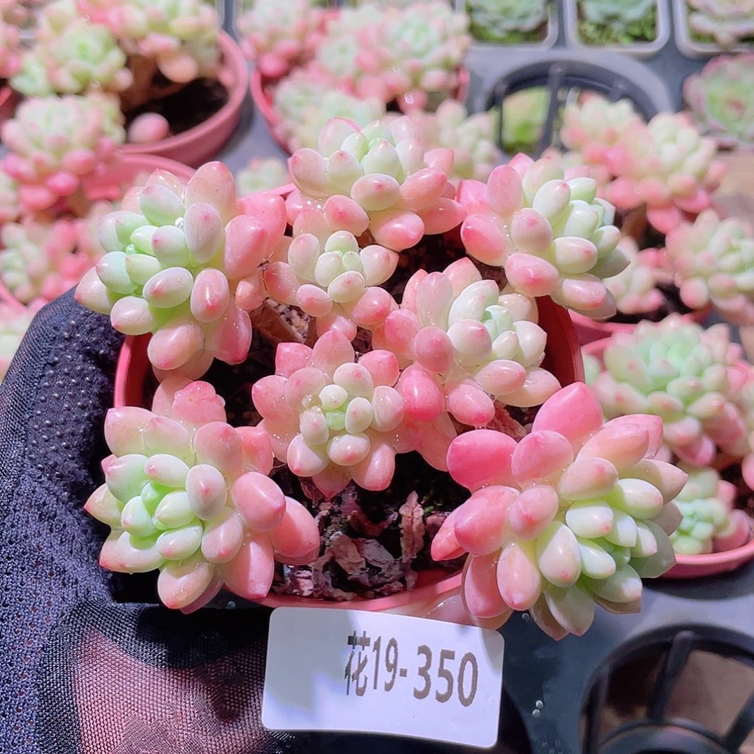 花利美19-350洛可可