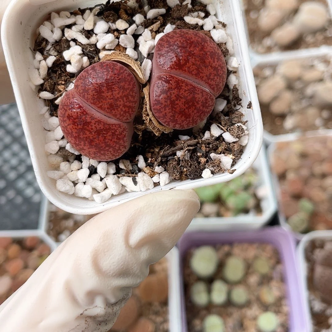 5454大棚清仓甩卖了