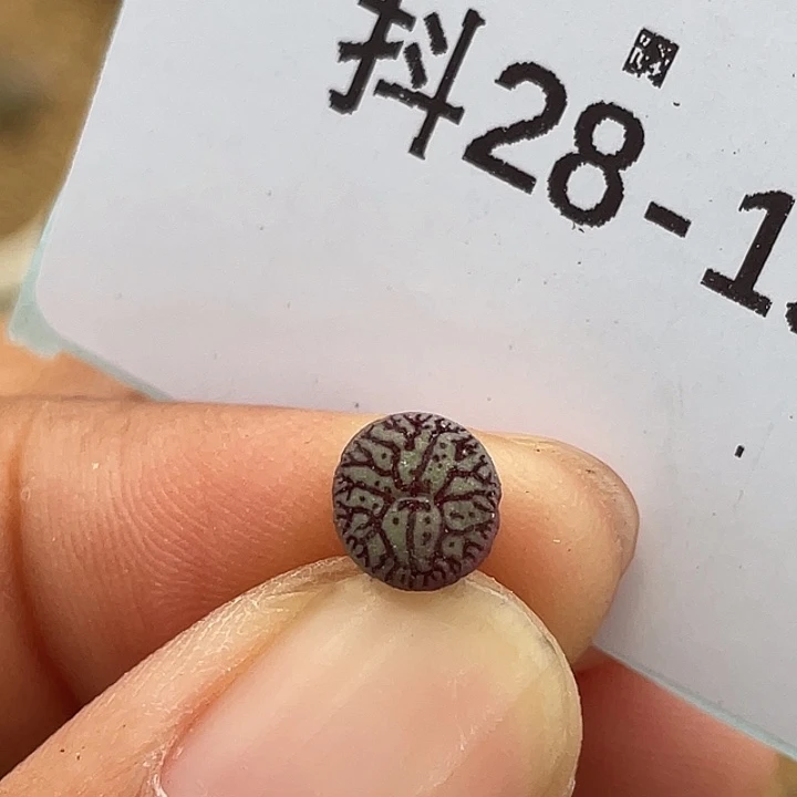 28-19墨多肉植物肉锥