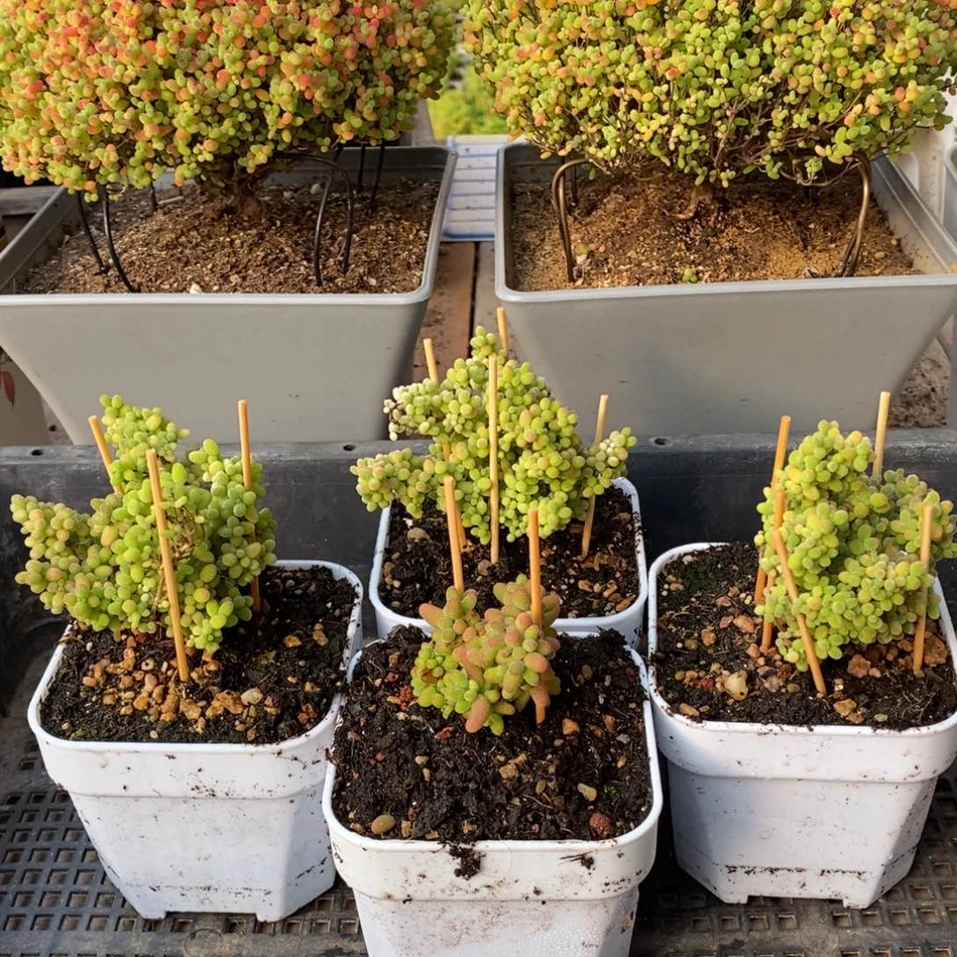 枝干番杏多肉植物249