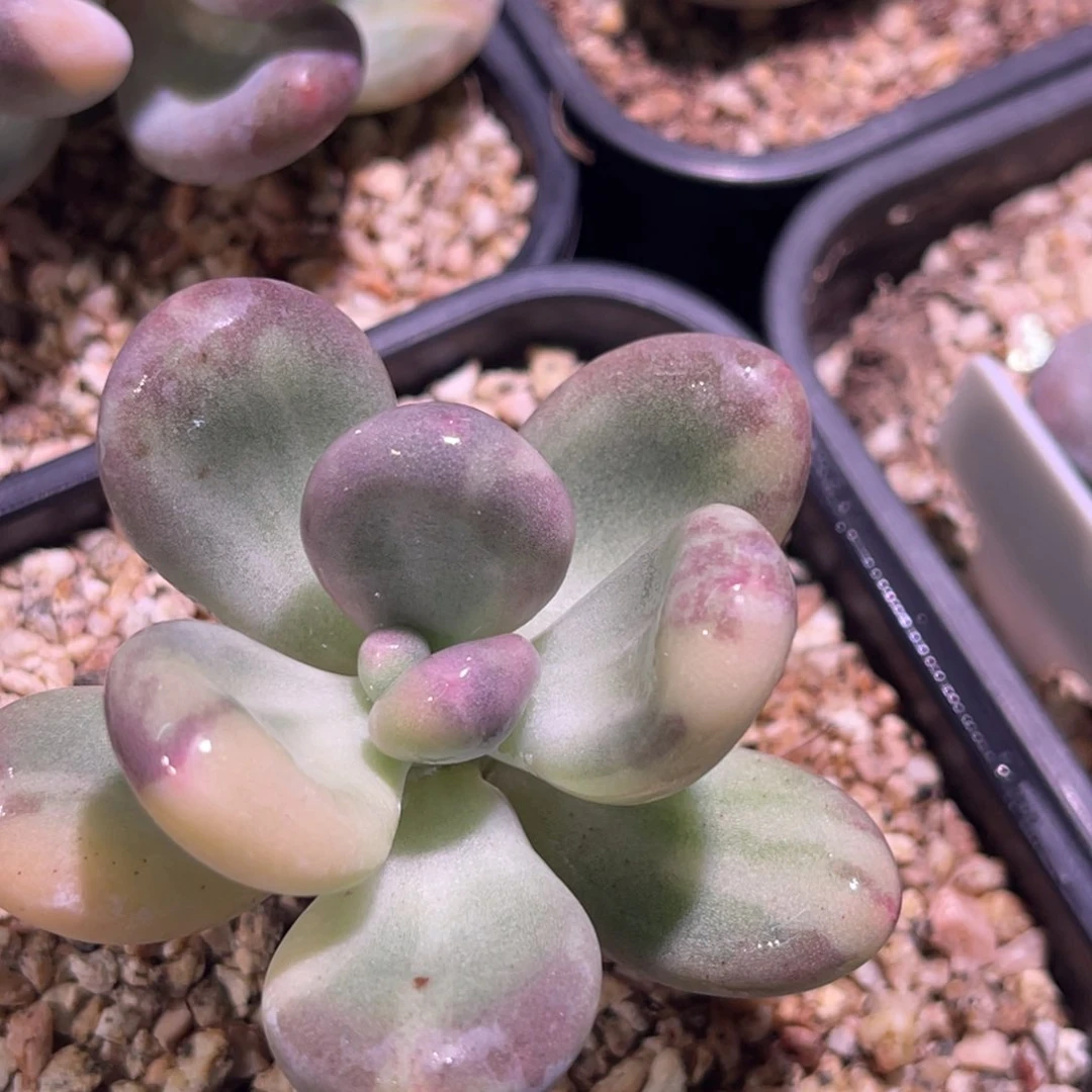 尚品特价优选奶酪锦