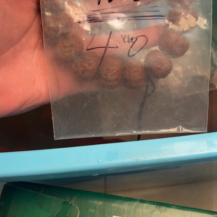 金刚菩提吊坠✨***雾