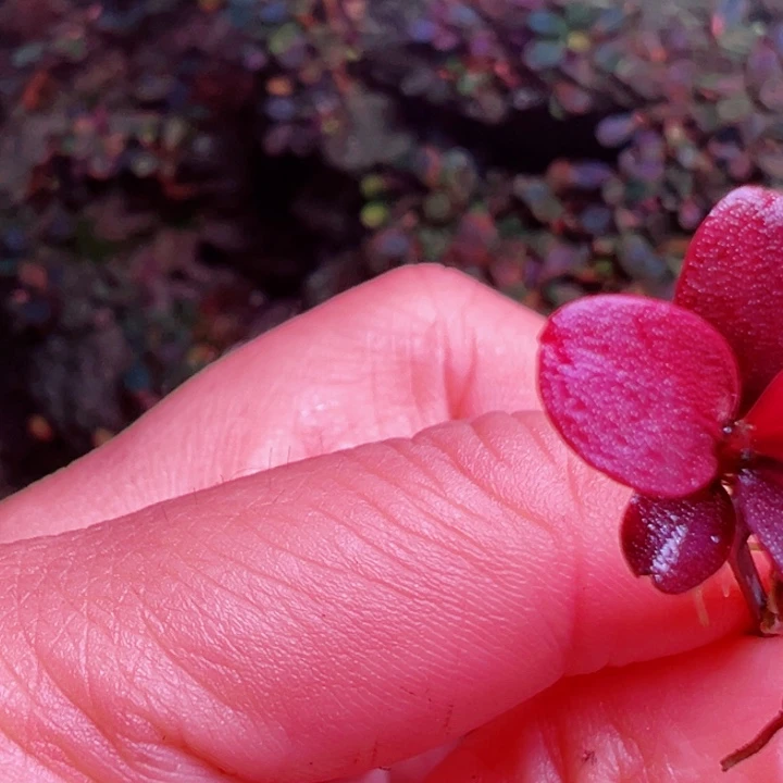 福利9号福利价植物一头