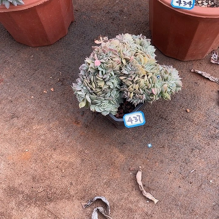 437昂斯诺缀化 一物一拍多肉