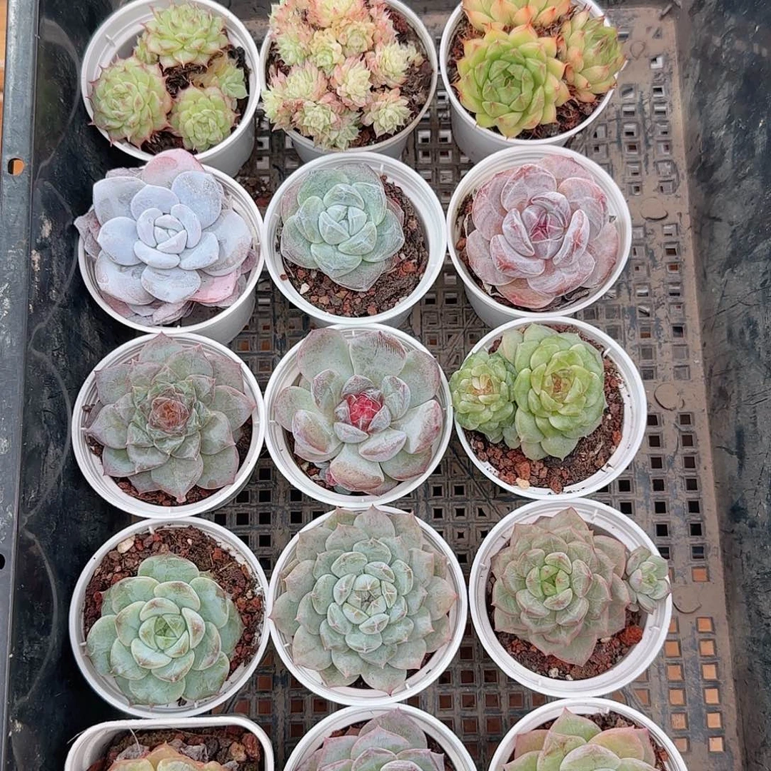 框拍多肉15颗1019--21