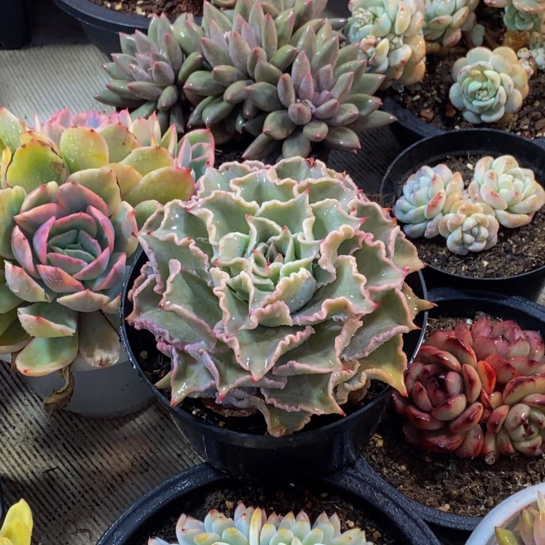 ?****?一物一拍多肉植物