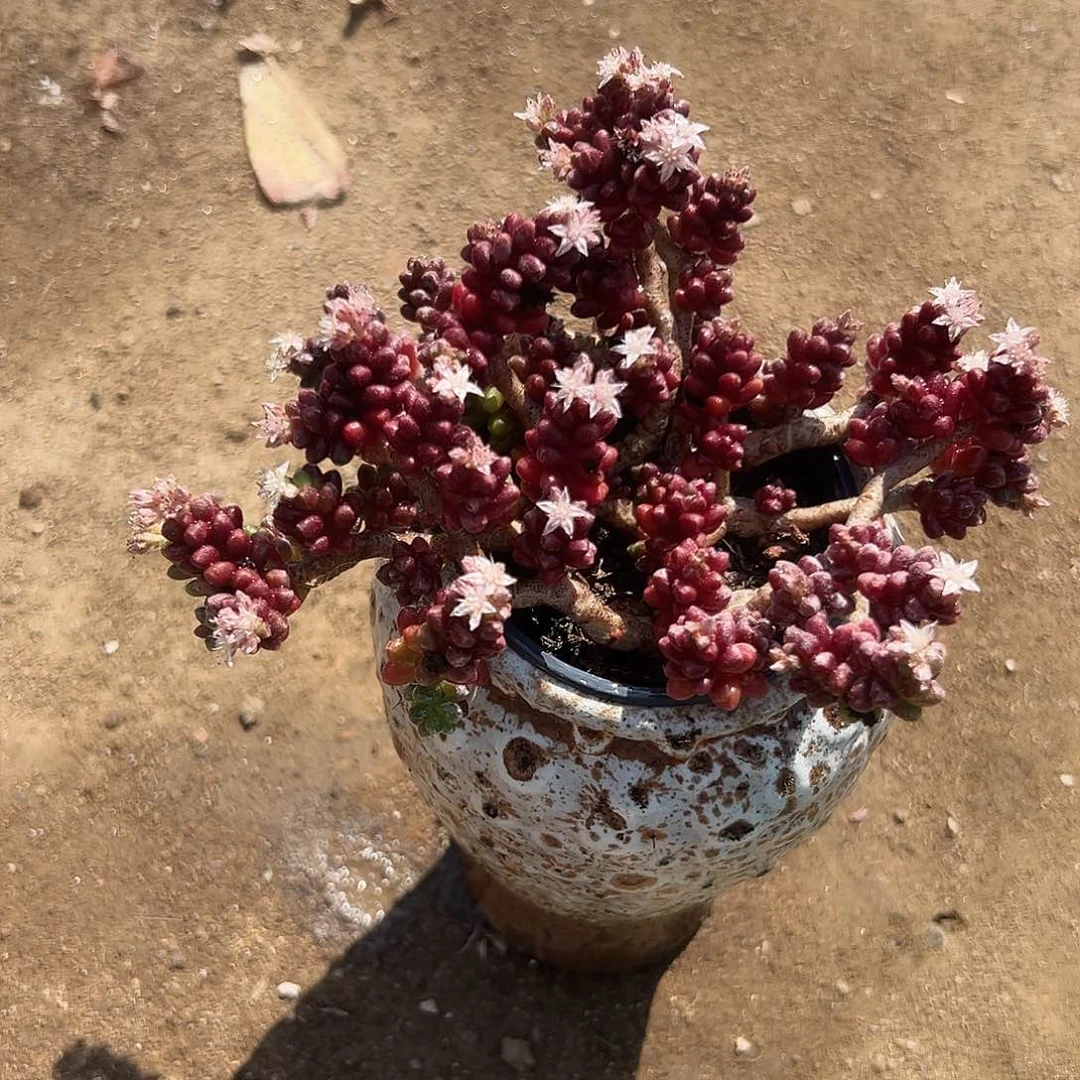 多肉植物红珊瑚群