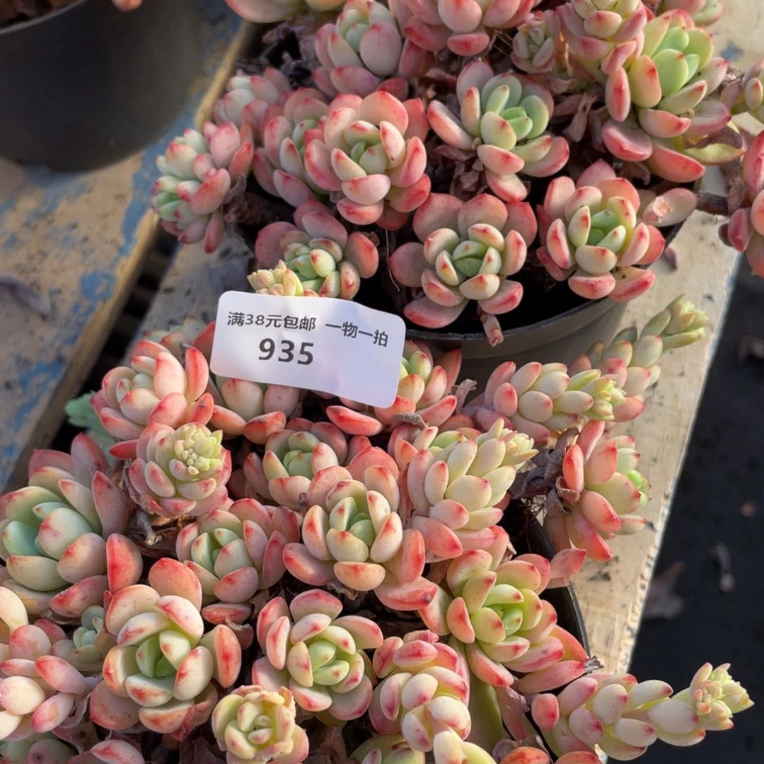 935两颗群生多肉植物