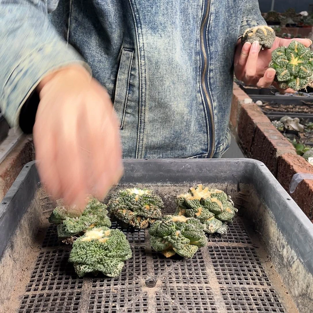 欲2.5cm实生博士牡丹萝卜根