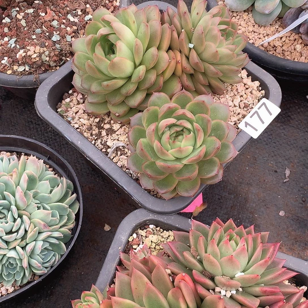 177 一物一拍多肉