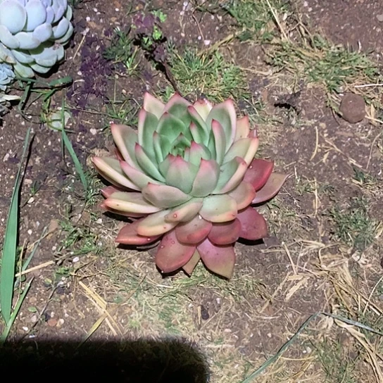 A*心每日特价活动开始啦